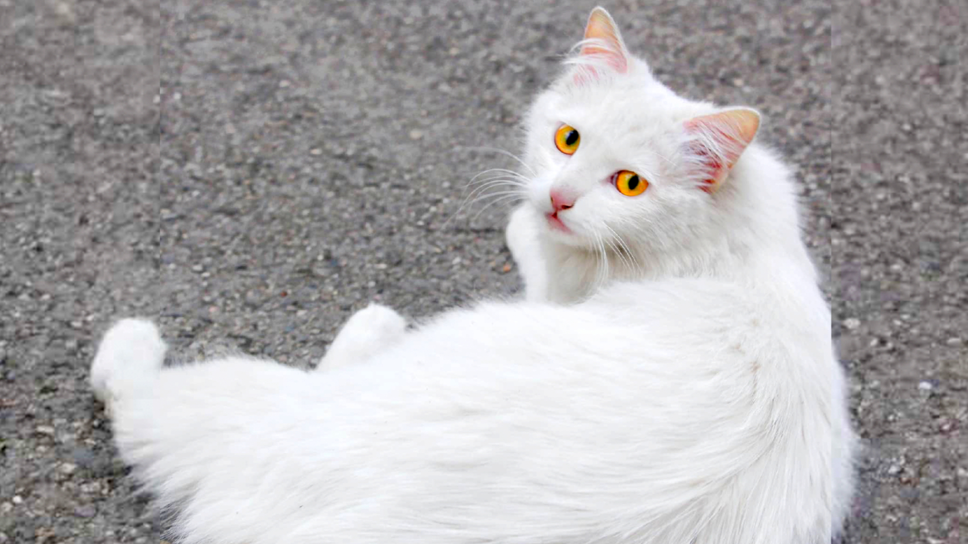 一个猫罐头骗来绝美仙女猫!这波不亏!